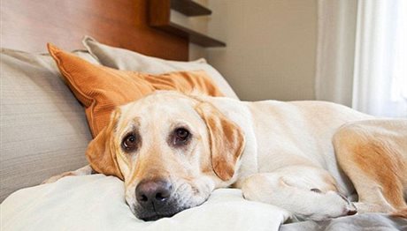 Ξενοδοχείο θεωρεί τους σκύλους πιο ευπρόσδεκτους από τους ανθρώπους!