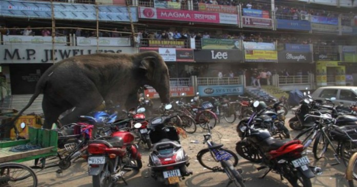 Εξαγριωμένος ελέφαντας κατεδάφισε μια ολόκληρη γειτονιά! (Video)
