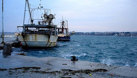 Θεσσαλονίκη: Κατασχέθηκαν ψάρια στη Μηχανιώνα – Θα δοθούν σε ιδρύματα