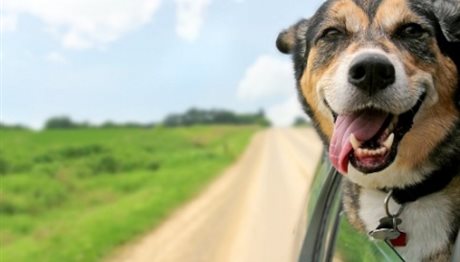 Γιατί οι σκύλοι λατρεύουν να βγάζουν το κεφάλι τους έξω από το αυτοκίνητο;