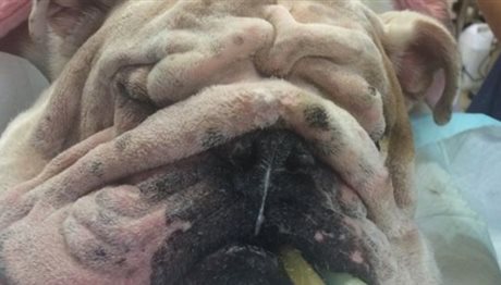 Σκύλος υποβλήθηκε σε… λίφτινγκ για να βελτιωθεί η αναπνοή και η όρασή του (photos)