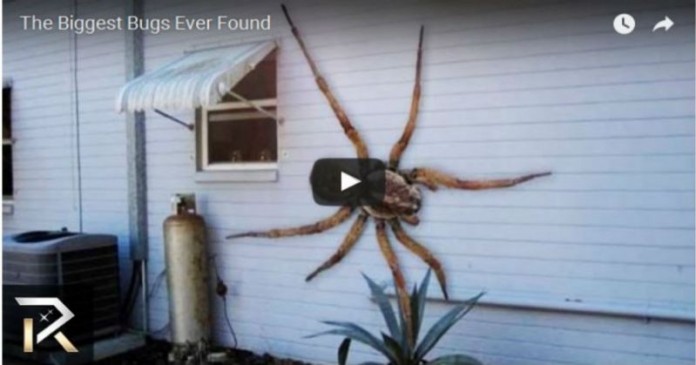 Τα μεγαλύτερα έντομα που έχουν βρεθεί ποτέ! Απίστευτες εικόνες! (video)