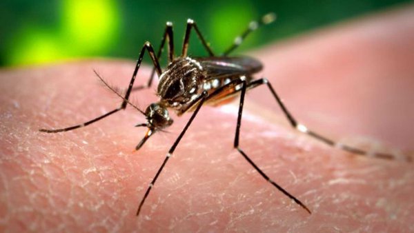 Ιός Ζίκα: Γενετικά μεταλλαγμένα κουνούπια «ευθύνονται» για τη διάδοσή του;