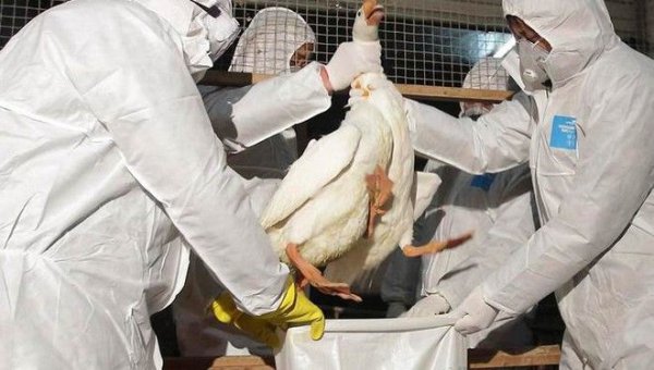 Νέο κρούσμα της γρίπης των πτηνών
