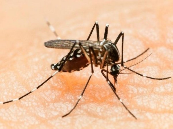 Νέες οδηγίες από το ΚΕΕΛΠΝΟ για τον ιό Ζίκα