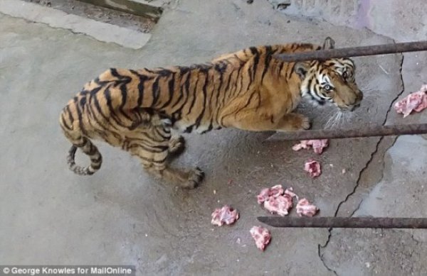 Σκοτώνουν τίγρεις για να φτιάξουν αφροδισιακό κρασί