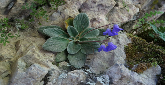 Γιάνκεα: Το μοναδικό λουλούδι που φυτρώνει μόνο στο Όλυμπο και πουθενά αλλού στον κόσμο!