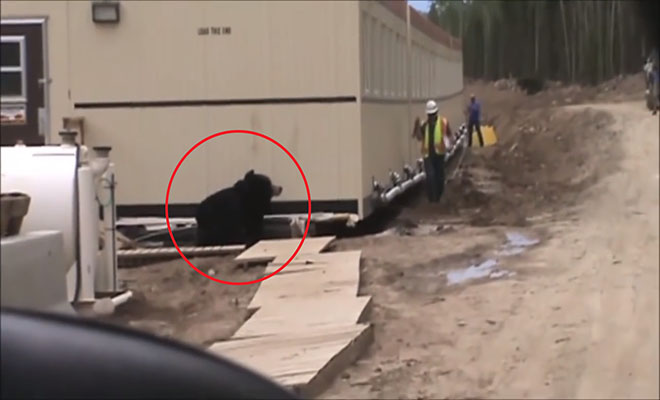 Αυτός ο τύπος ντύθηκε αρκούδα για να “ΤΡΟΜΑΞΕΙ” συνάδελφό του και… δείτε τί κατάφερε! [Βίντεο]