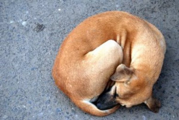Μέτρο-σοκ για τις ιδιοκτήτες που δε μαζεύουν τα περιττώματα των σκύλων τους στη Μαδρίτη