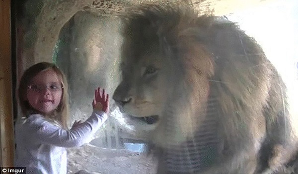 5χρόνο κορίτσι στέλνει ένα φιλάκι στο Λιοντάρι. Αυτό που θα ακολουθήσει όμως έκανε τον πατέρα της να αρπάξει την κάμερα!