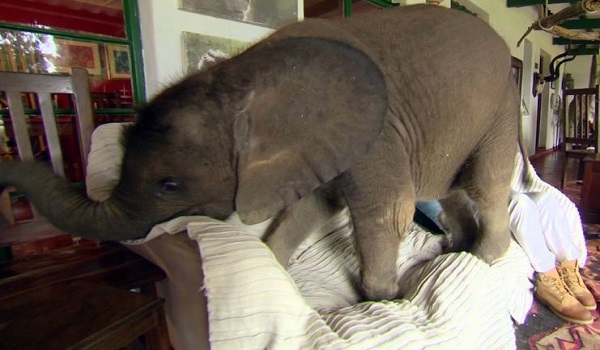 Έσωσε ένα μωρό ελέφαντα και από τότε την ακολουθεί παντού.. Σαν σκύλος!