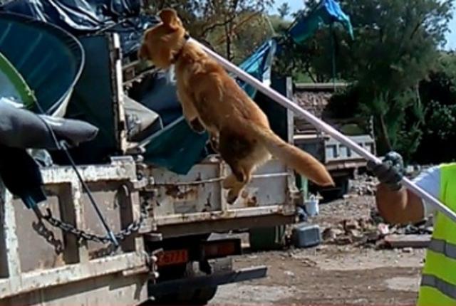 ΣΟΚ! Κουφάρια σκύλων σε καταυλισμό προσφύγων στη Λέσβο (video)