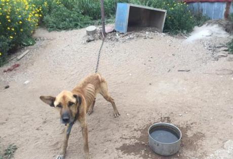 Στον Εισαγγελέα ηλικιωμένος που άφηνε χωρίς νερό και τροφή το σκυλί του για να… αγριέψει
