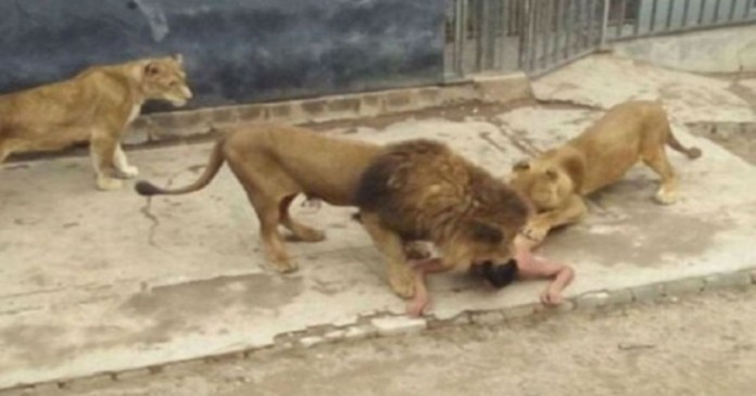 Δεν είμαστε με τα καλά μας: Πήδηξε γuμνός στο κλουβί με τα λιοντάρια για να τον φάνε! (ΠΡΟΣΟΧΗ ΣΚΛΗΡΕΣ ΕΙΚΟΝΕΣ)