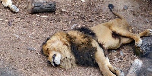 Σοκ σε ζωολογικό κήπο – Νεαρός γδύθηκε και έπεσε στο κλουβί με τα λιοντάρια (ΦΩΤΟ-ΒΙΝΤΕΟ)
