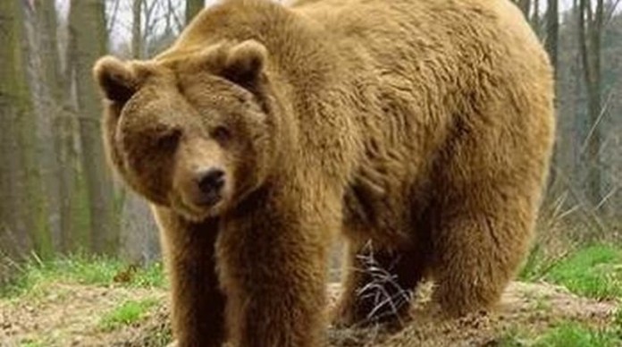 Αρκούδα κάνει… πάρτι με τα μελίσσια στην Θεσπρωτία!
