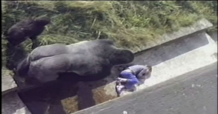 Όταν ένας γορίλας προστάτεψε 5χρονο αγοράκι που έπεσε μέσα στον «χώρο» του σε ζωολογικό κήπο (VIDEO)