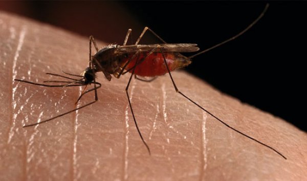 Πως να αποφύγετε τα κουνούπια χωρίς να χρησιμοποιήσετε ποτέ εντομοαπωθητικό