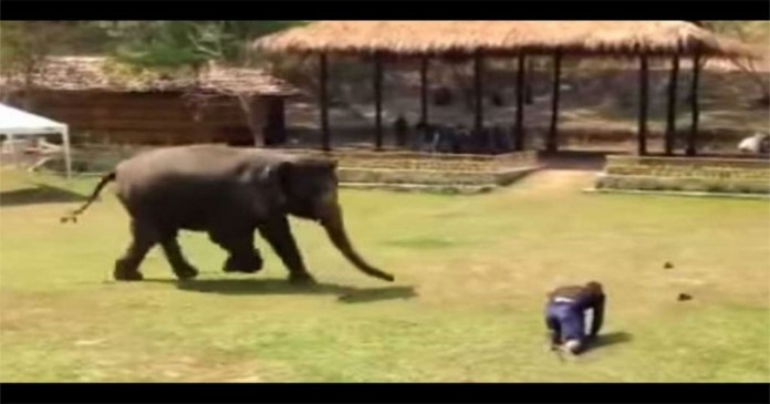 Ελέφαντας σπεύδει να σώσει τον φροντιστή του όταν εκείνος δέχεται επίθεση.