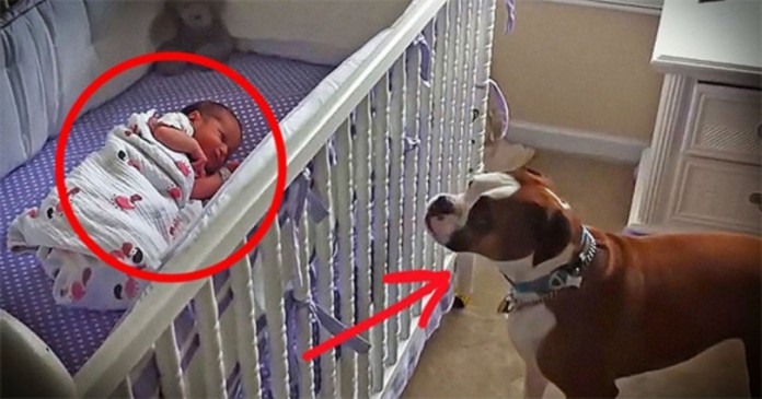 Το Σκυλάκι ΑΥΤΟ πρόκειται να Γνωρίσει την Νεογέννητη Αδερφή του. Η Αντίδραση του? Μοναδική! (video)