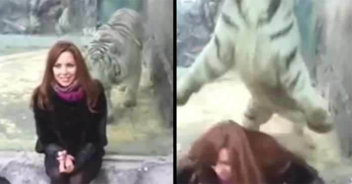 Έχεις δει Τίγρη να Ορμάει σε Άνθρωπο; Δες ΑΥΤΟ το Βίντεο και θα σου «Κοπούν τα Πόδια»