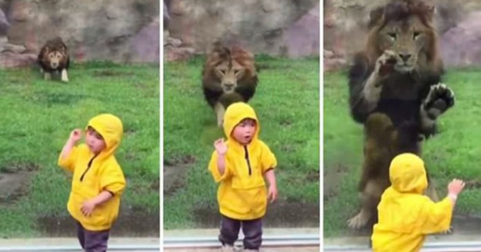 Λιοντάρι ορμάει να αρπάξει ένα παιδάκι αλλά το σταματάει το ειδικό τζάμι.
