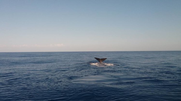 Όλο και πιο συχνές οι… επισκέψεις φαλαινών στα νερά της Κρήτης