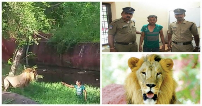Απίστευτο σκηνικό: Ινδός μεθυσμένος αποφάσισε να μπει στο κλουβί με τα λιοντάρια  «για να τα χαιρετίσει»..!
