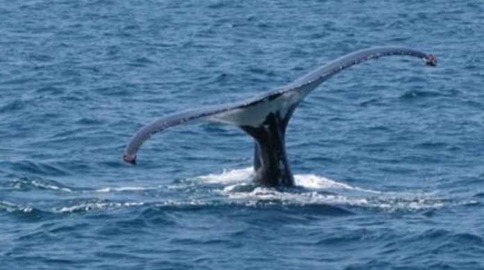 Σπάνια εμφάνιση φάλαινας στη Νότια Κρήτη