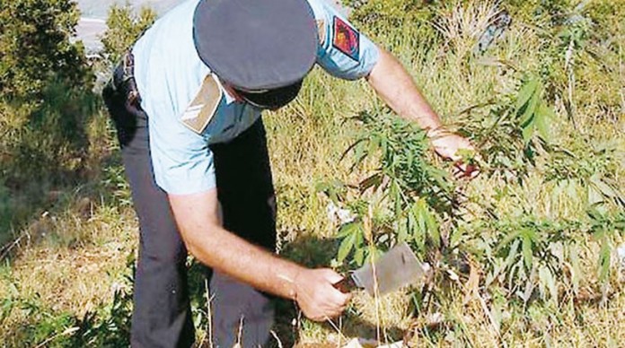 Συλλήψεις για καλλιέργεια χασισόδεντρων