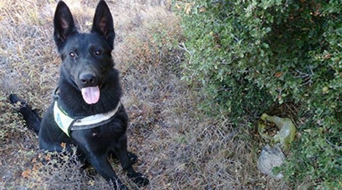 Εκπαιδευμένοι σκύλοι ξετρύπωσαν φόλες στην Κρήτη
