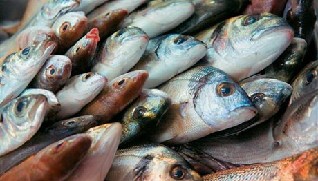 Θεσσαλονίκη: 245 κιλά ψάρια κατασχέθηκαν στη Νέα Μηχανιώνα