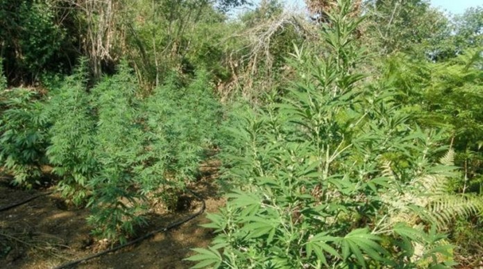 Καλαμάτα: Εντοπίστηκε «ορφανή» φυτεία χασίς με 141 δενδρύλλια στην Οιχαλία