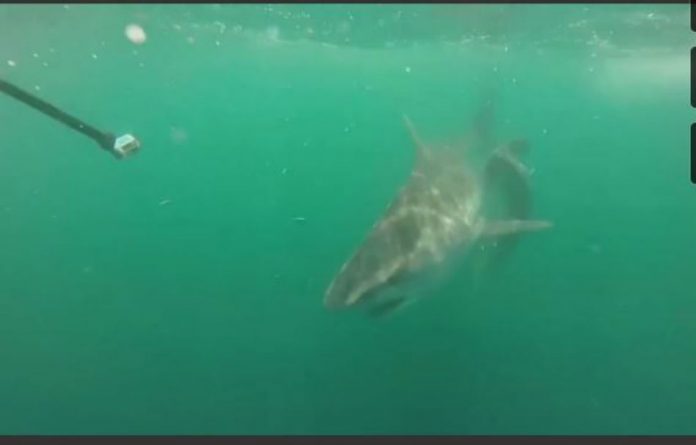 Επική μάχη στον βυθό της θάλασσας: Kαρχαρίας τίγρης εναντίον σφυροκέφαλου καρχαρία! (video)