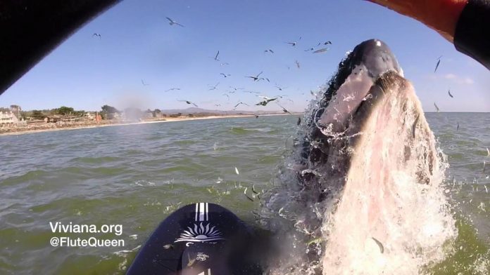 Τραβούσε κουπί και πετάχθηκε μια φάλαινα μπροστά της – Δείτε την αντίδραση της! (video)