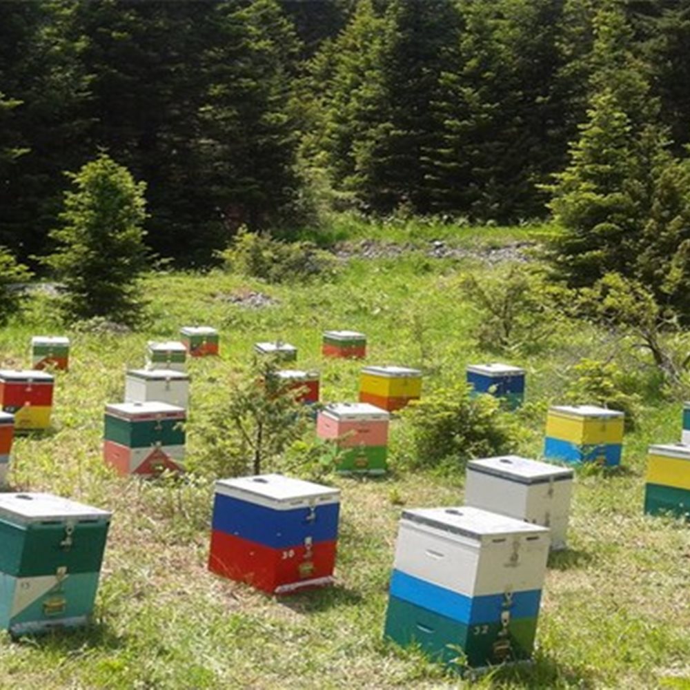 Σπάρτη: Ένας 49χρονος βρήκε τον τρόπο να παράγει μέλι δίχως κόστος