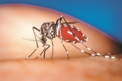 Έρευνα: Τι είναι αυτό που κάνει ανθεκτικά τα κουνούπια στα εντομοκτόνα