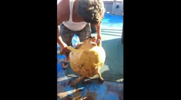 Κατερίνη: Στα «δίχτυα» της δικαιοσύνης ο ψαράς που κακοποίησε χελώνα