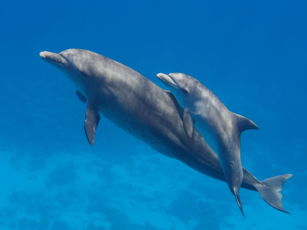 Τα δελφίνια τραγουδάνε στα μωρά τους πριν γεννηθούν!