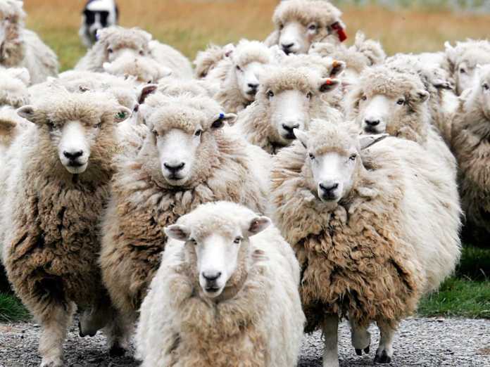 Πρόβατα… βόσκησαν 200 κιλά χασίς και… δεν ήξεραν που πήγαιναν!