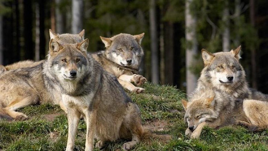 Αγέλη λύκων επιτέθηκε σε κοπάδια προβάτων
