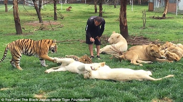 Τίγρης σώζει φύλακα ζωολογικού κήπου από πιθανή επίθεση λεοπάρδαλης(ΦΩΤΟ-ΒΙΝΤΕΟ)