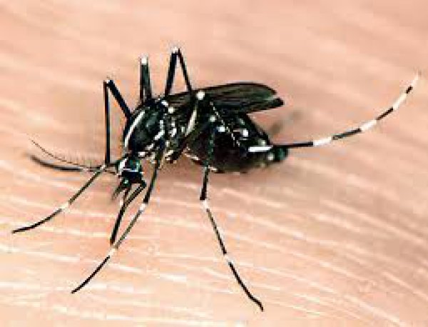 Ελονοσία. Αυτά είναι τα συμπτώματα της