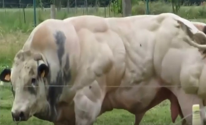 Γνωρίστε την Αγελάδα “Bodybuilder”. Θα Ανατριχιάσετε… [Εικόνες-Βίντεο]