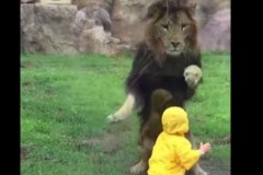 Αυτό το viral βίντεο θα σας κόψει την ανάσα: Λιοντάρι επιτίθεται σε αγοράκι (βίντεο)