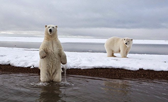 Πολικές αρκούδες περικύκλωσαν επιστημονικό εργαστήριο στη Ρωσία
