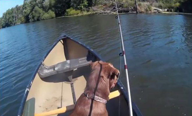 Πήγε για ψάρεμα με τον σκύλο του και δείτε τι έπαθε [Βίντεο]