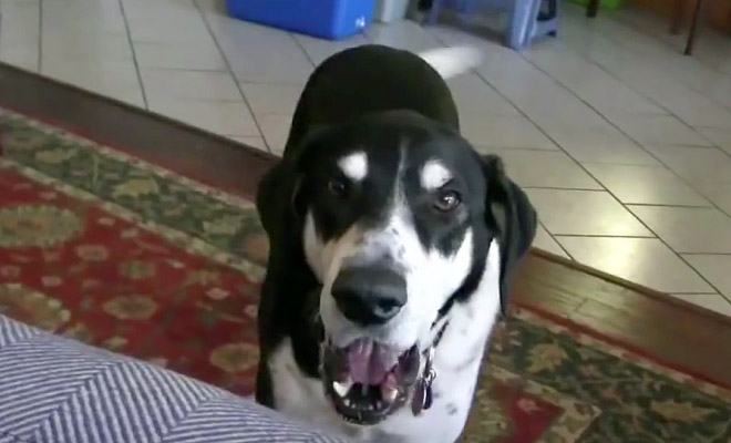 Ανακοίνωσε στον Σκύλο του ότι πήρε καινούριο Κατοικίδιο. Η Αντίδρασή του; Έχει “Ρίξει” το ίντερνετ! [Βίντεο]