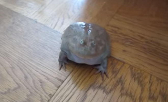 Άγγιξε ένα Βάτραχο που Βρήκε μέσα στο Σπίτι του, αλλά ΚΑΝΕΙΣ Δεν Περίμενε να Συμβεί ΑΥΤΟ!!! [Βίντεο]