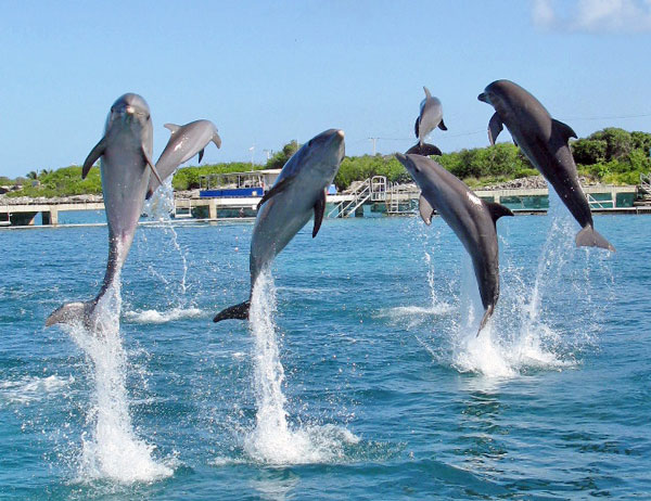 Γιατί τα δελφίνια πηδάνε έξω από το νερό;